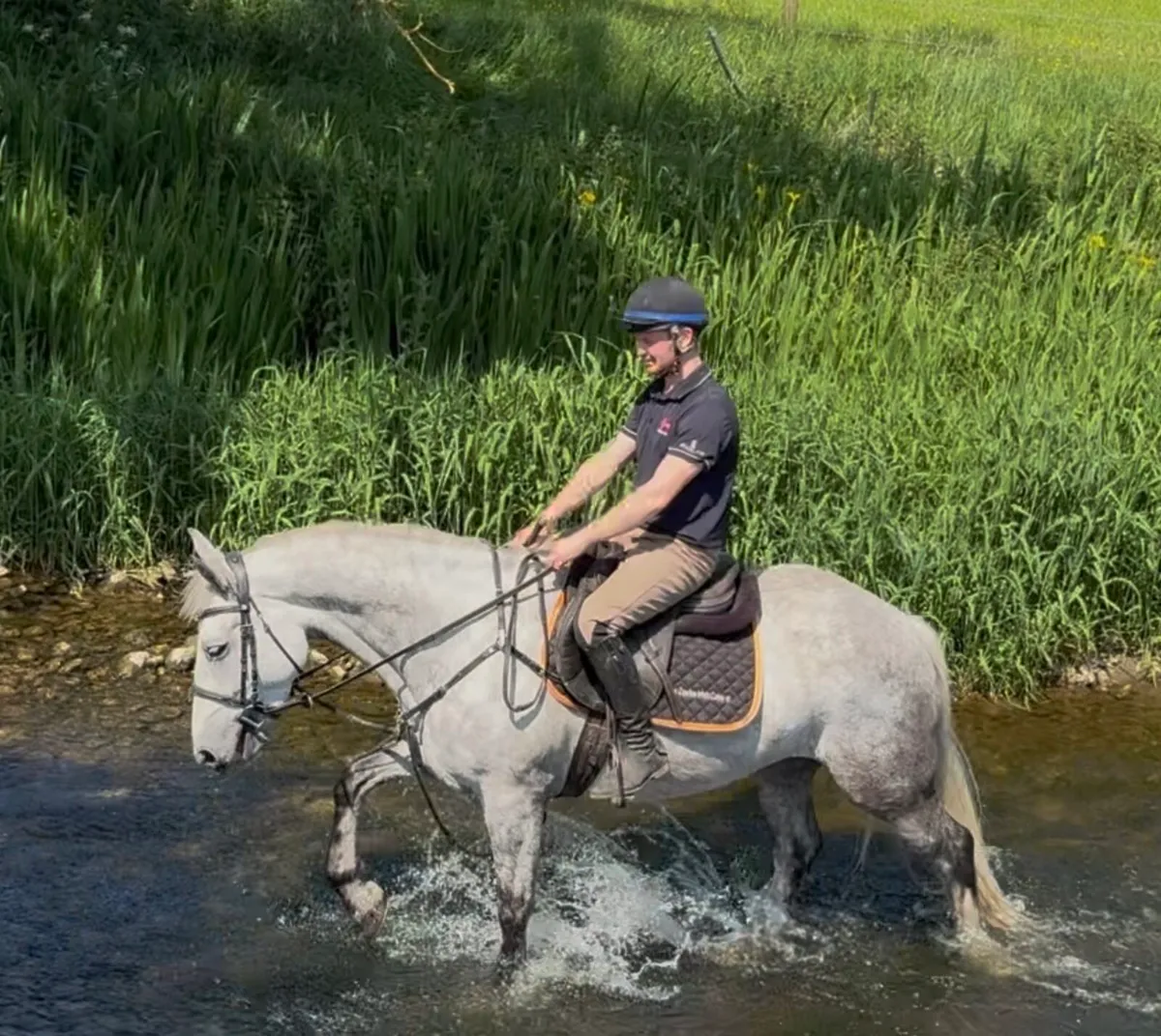 Connemara cross gelding - Image 2