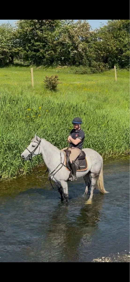 Connemara cross gelding - Image 3