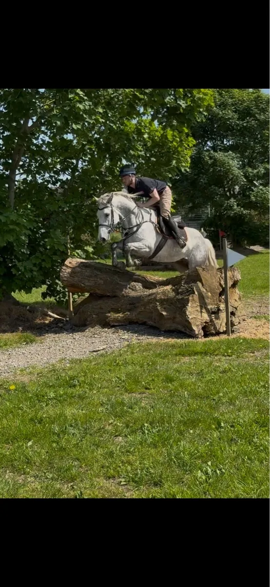 Connemara cross gelding - Image 4