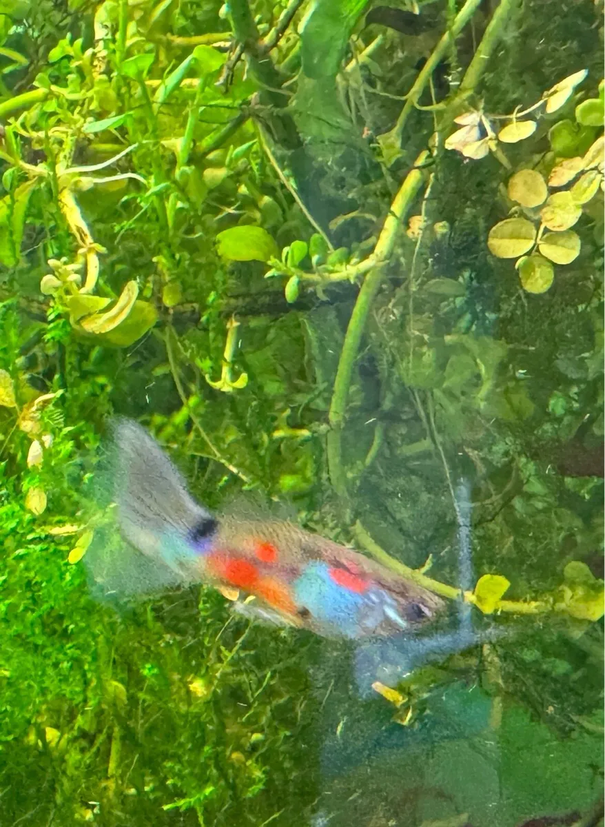Guppy Fish - Image 1