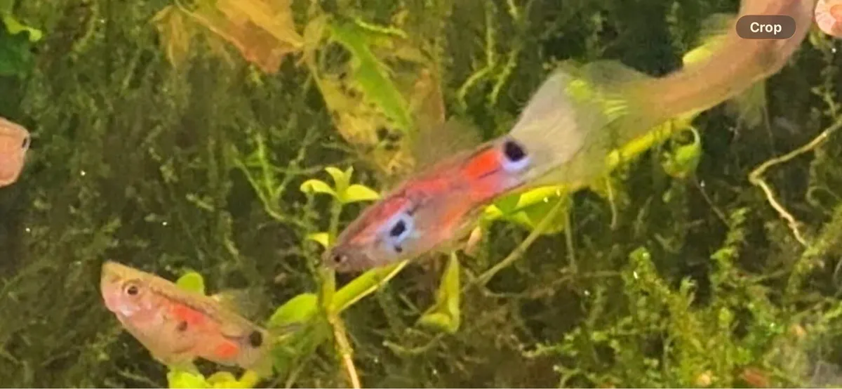Guppy Fish - Image 2