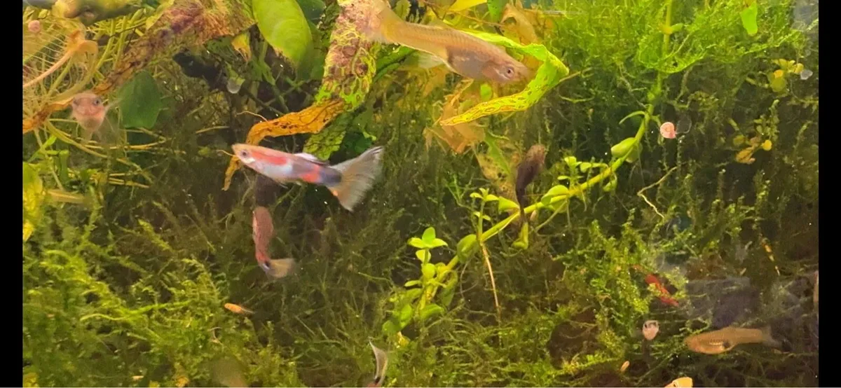 Guppy Fish - Image 4