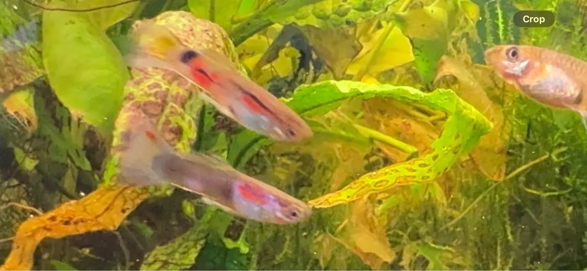 Guppy Fish - Image 3