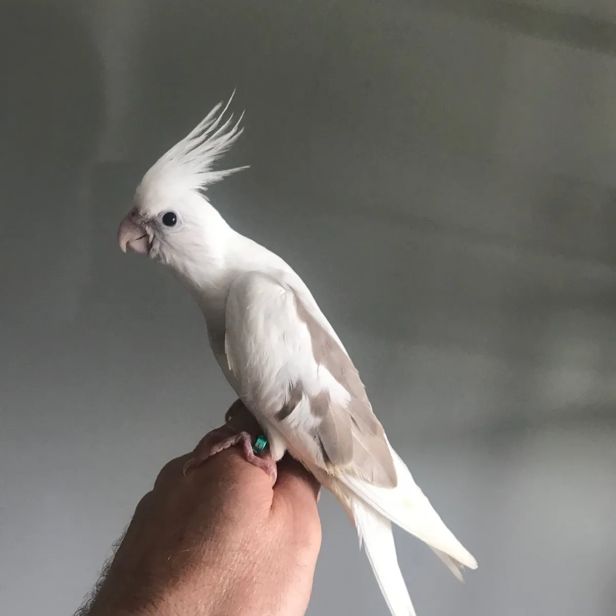 Silly tame. Handreared Cockatiels. - Image 3