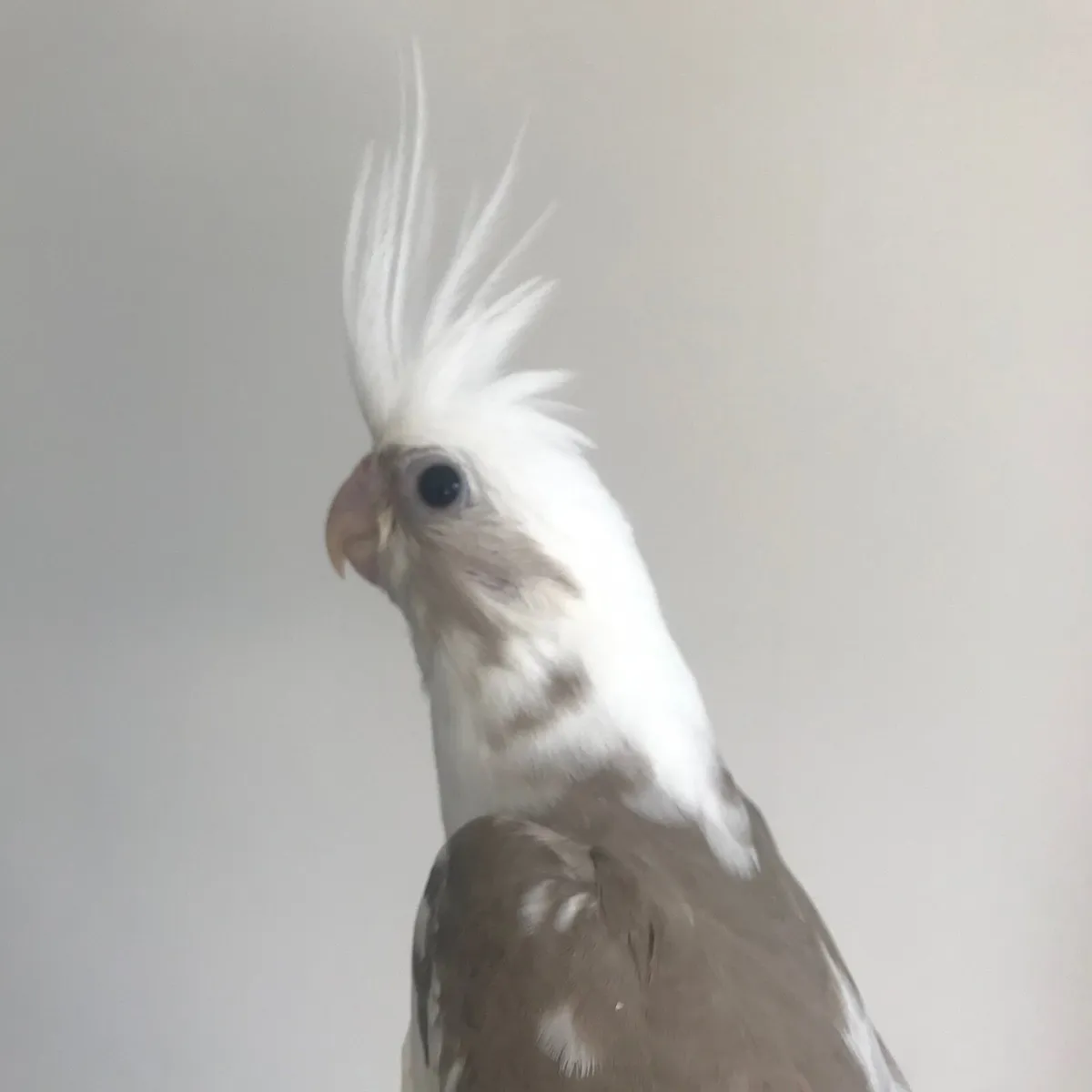 Silly tame. Handreared Cockatiels. - Image 4