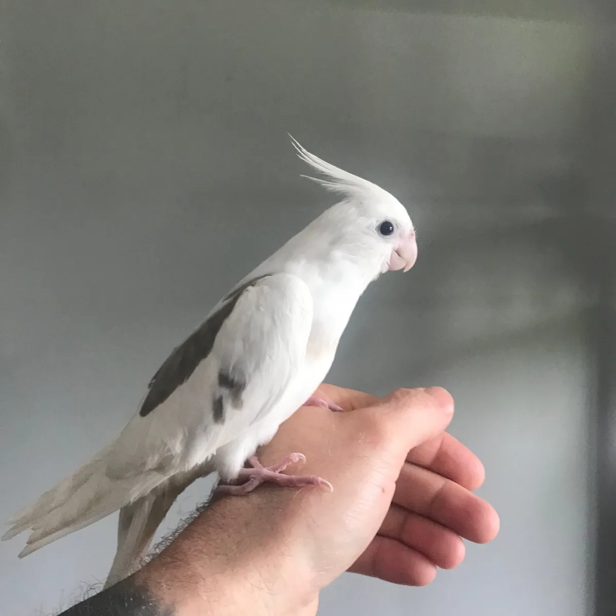 Silly tame. Handreared Cockatiels. - Image 1
