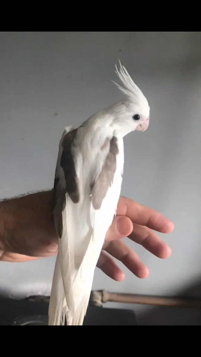 Silly tame. Handreared Cockatiels. - Image 2