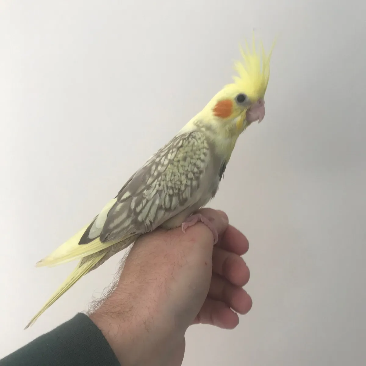 Silly tame. Handreared Cockatiels Only 2 left - Image 4