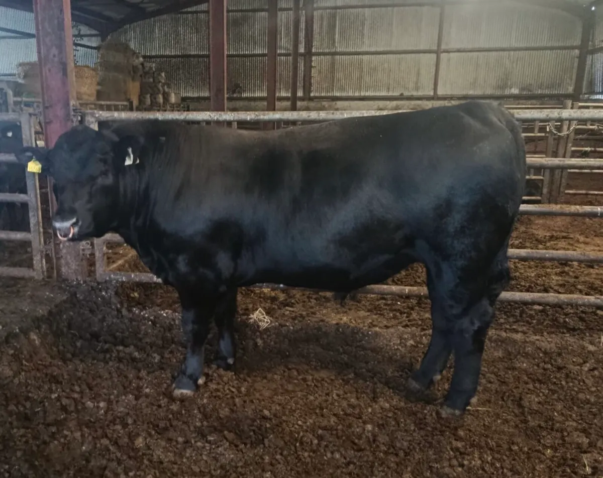 Angus Bull - Image 1