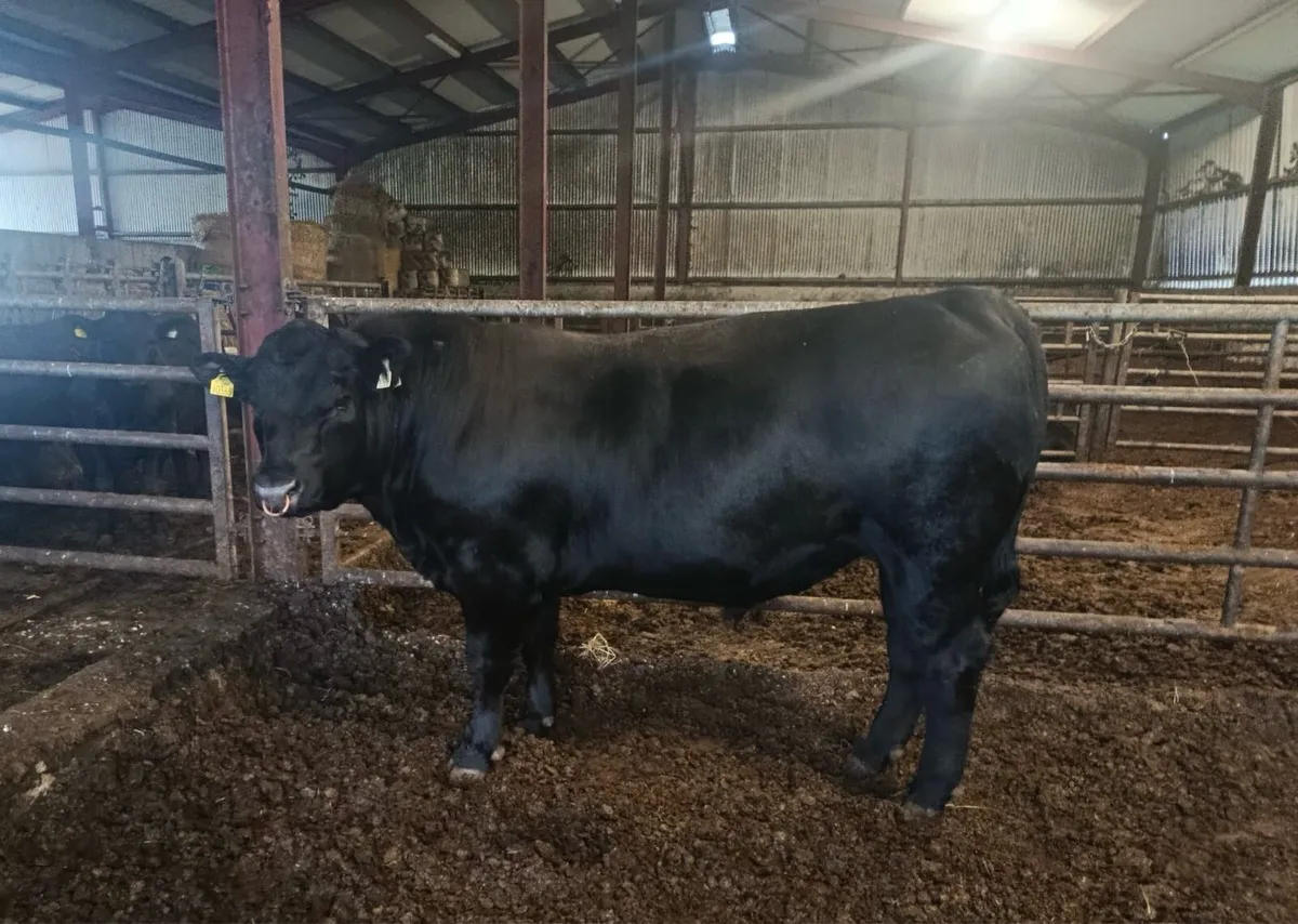 Angus Bull - Image 2
