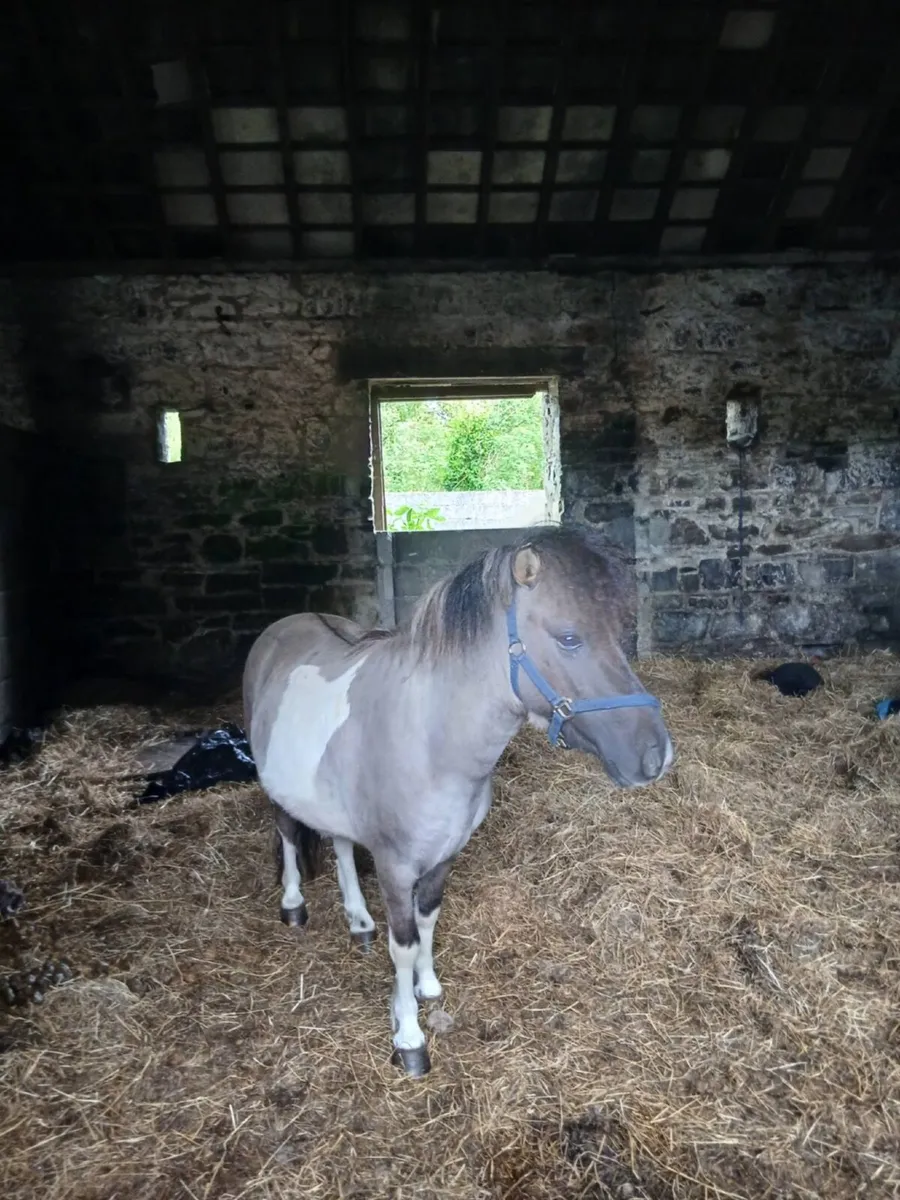 Horse for stud - Image 3