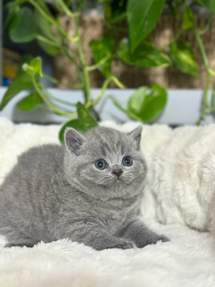 British Shorthair ready to go - Image 1