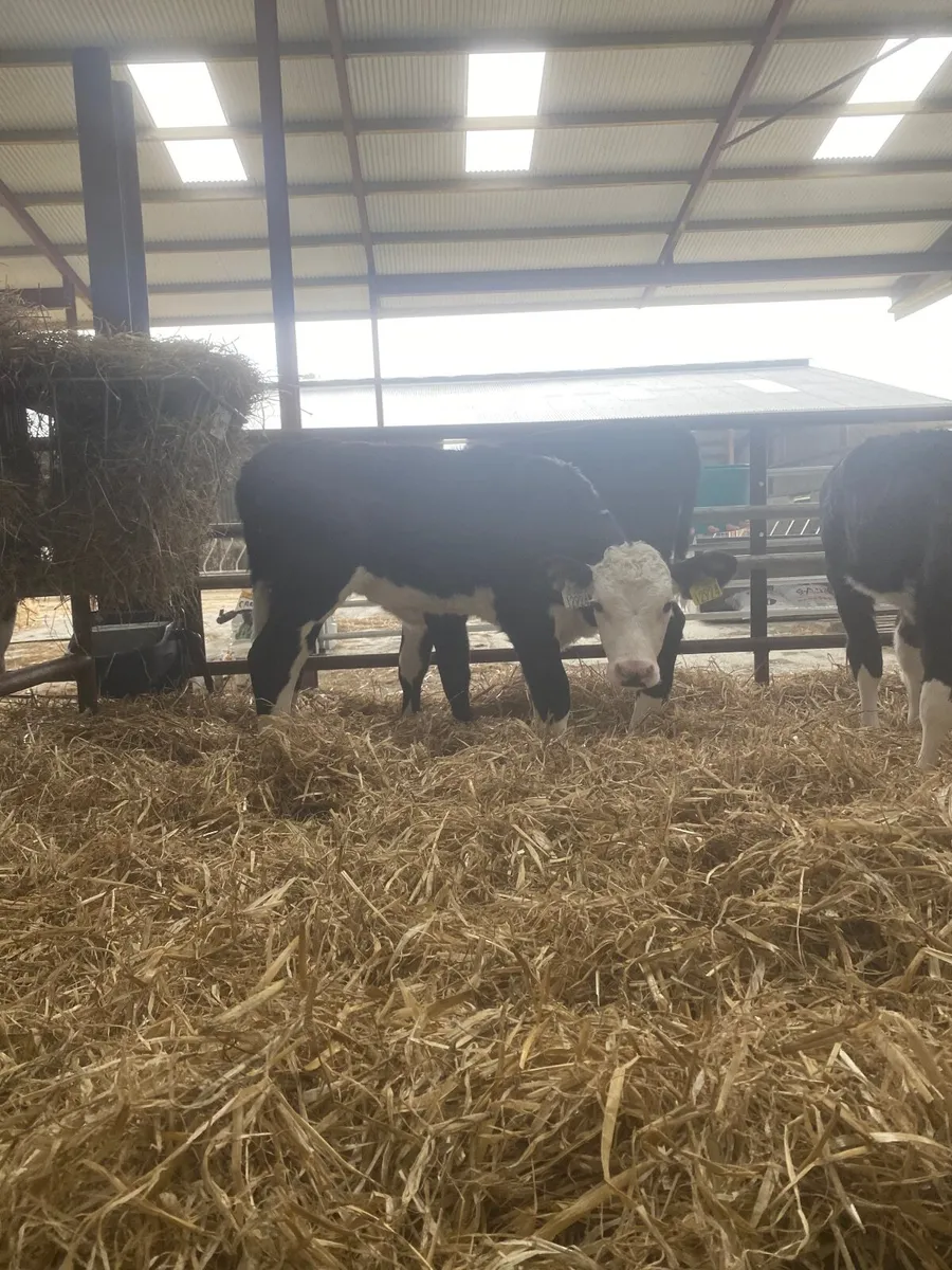 Hereford and Angus calves - Image 2