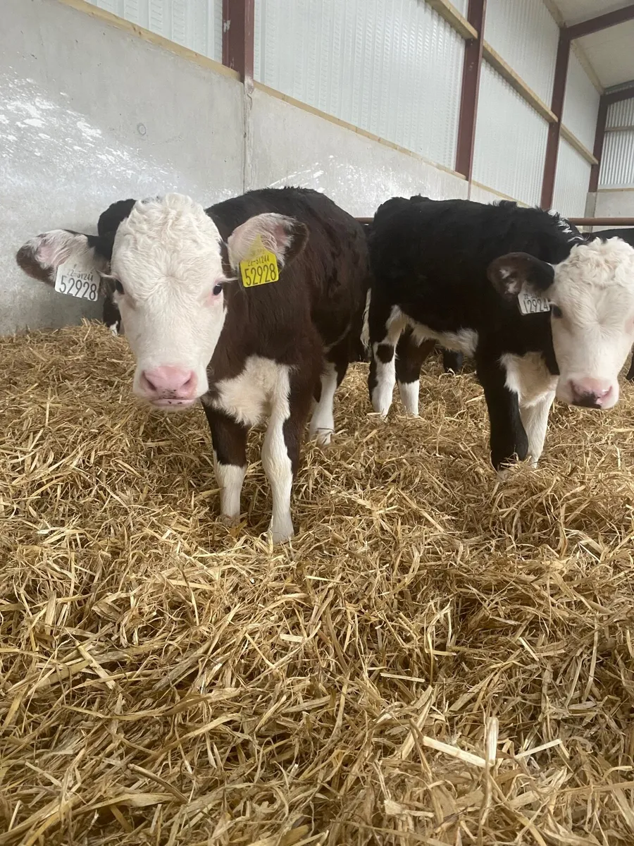 Hereford and Angus calves - Image 3