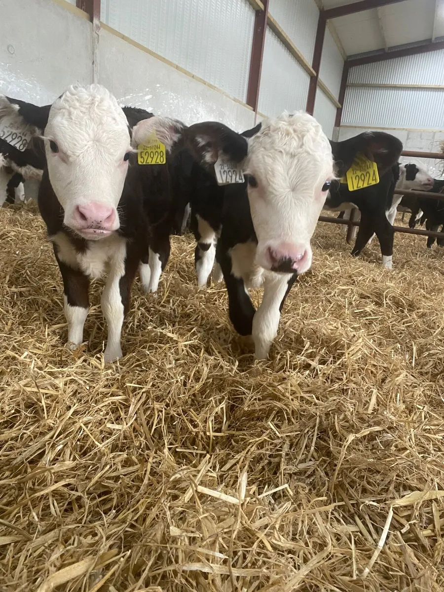 Hereford and Angus calves - Image 1