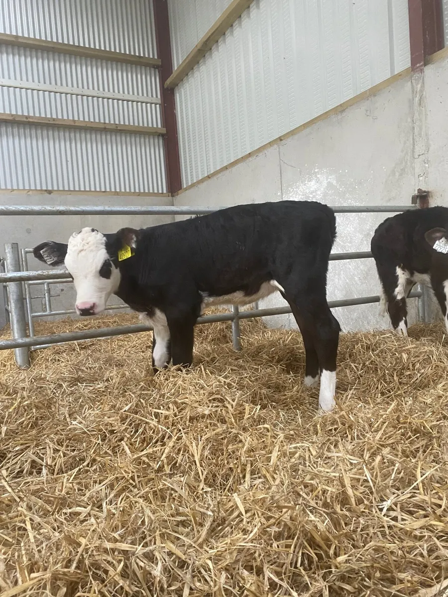 Hereford and Angus calves - Image 4