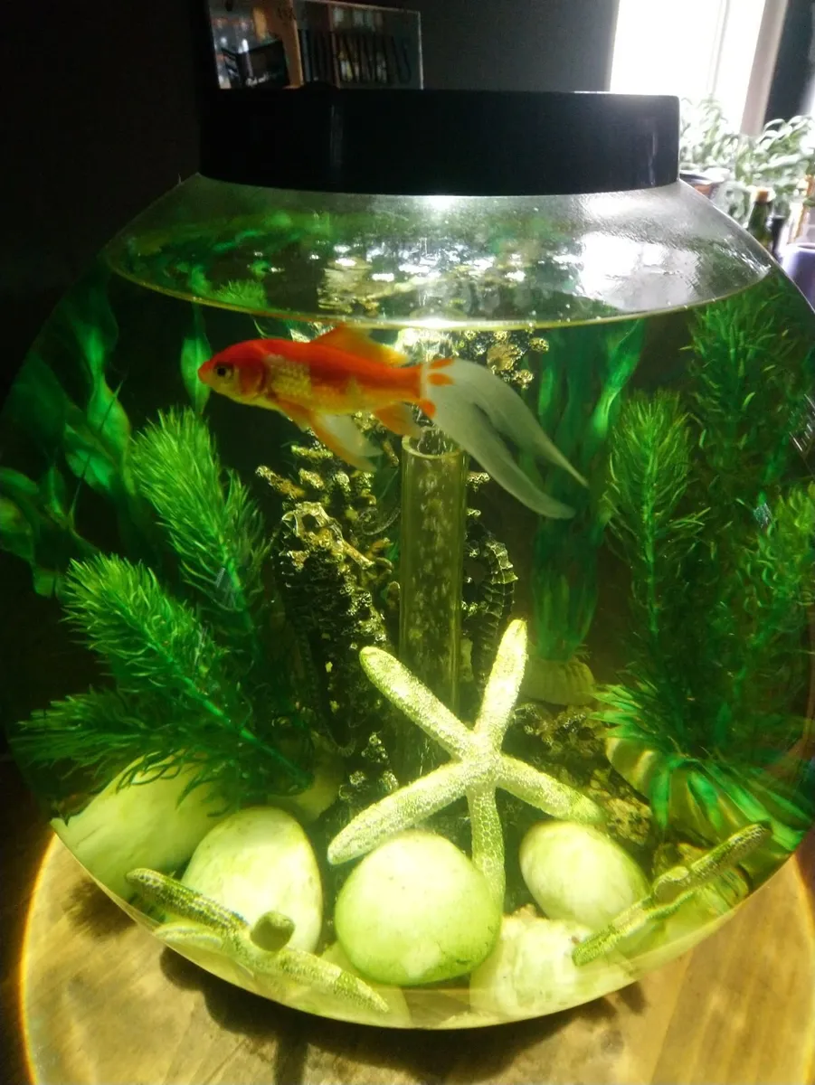 Biorb classic 30 litre acrylic 8 gallon aquarium - Image 2