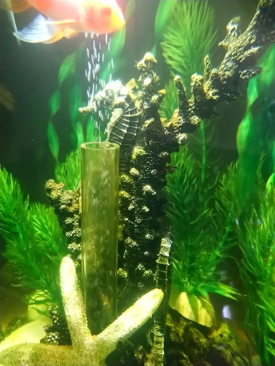 Biorb classic 30 litre acrylic 8 gallon aquarium - Image 3