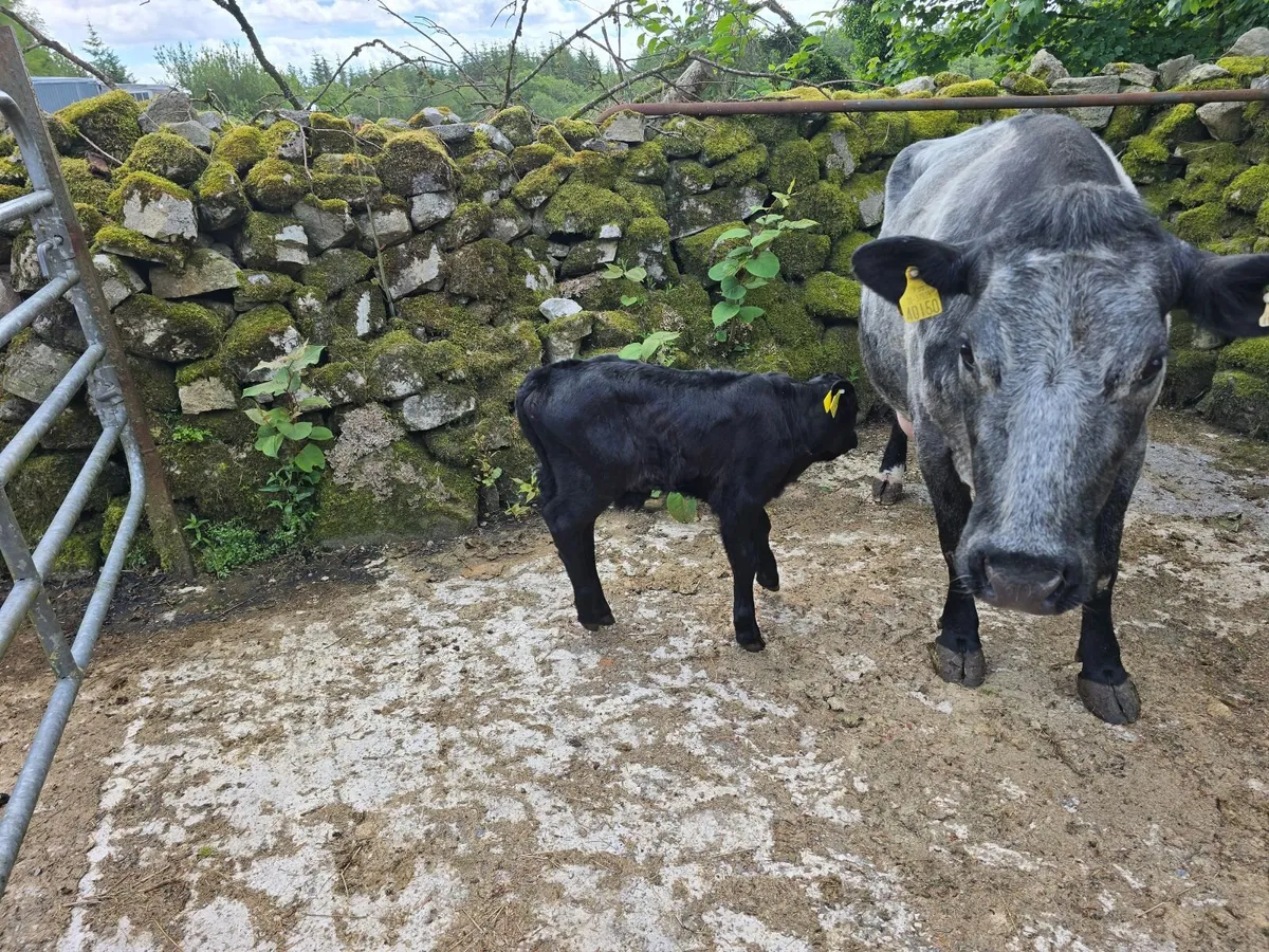 Calf - Image 3