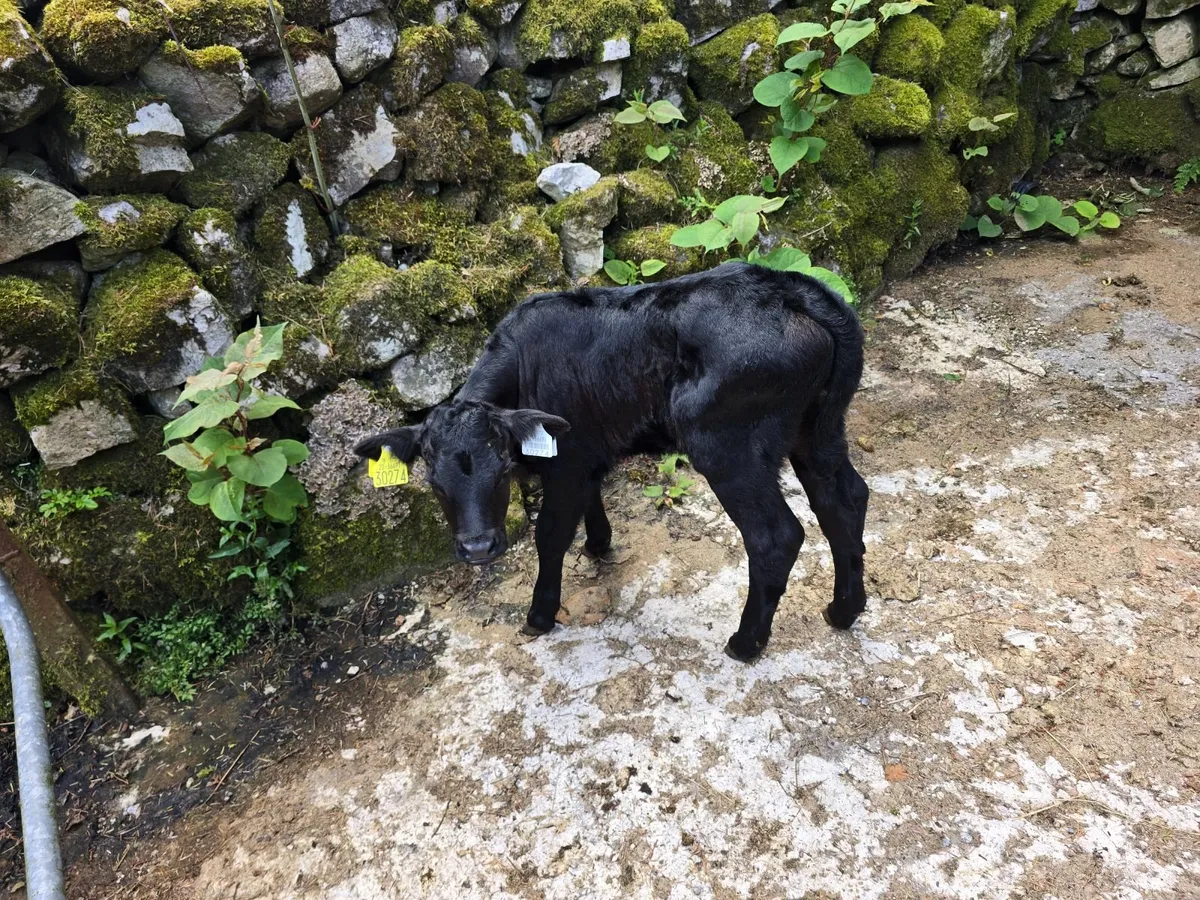 Calf - Image 2