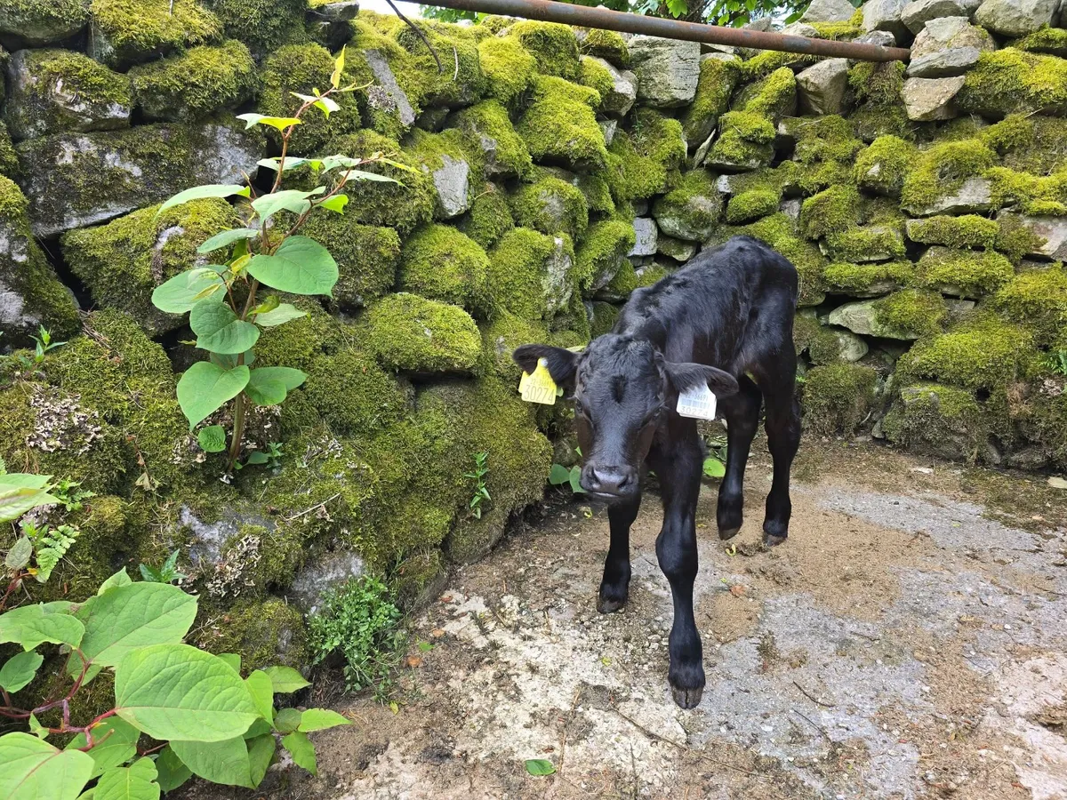 Calf - Image 1