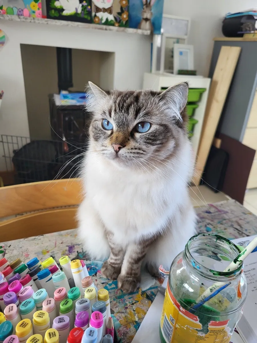 Ragdoll cat - Image 2