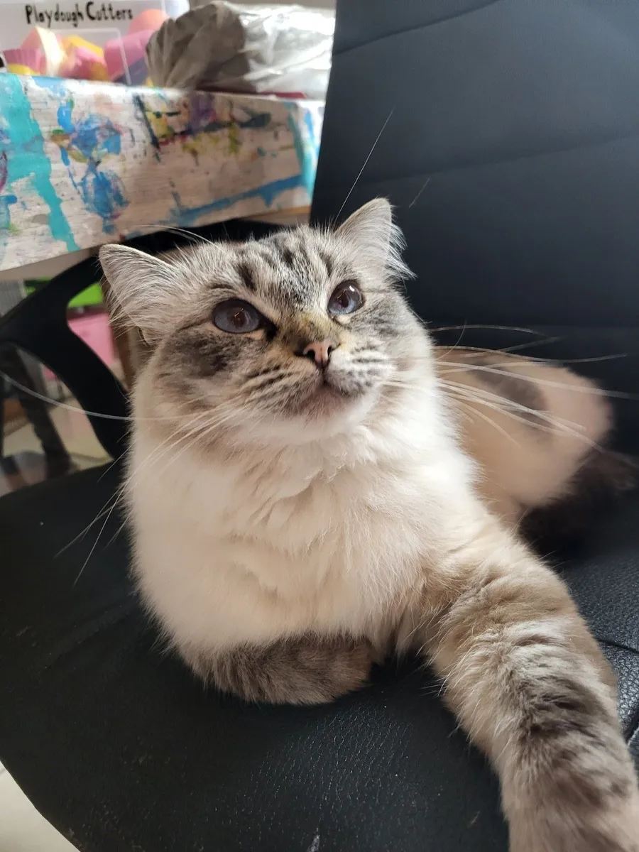 Ragdoll cat - Image 3