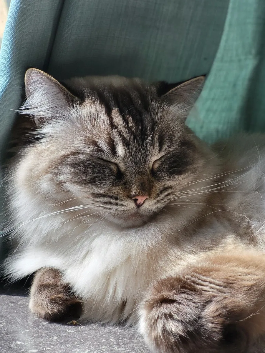Ragdoll cat - Image 4