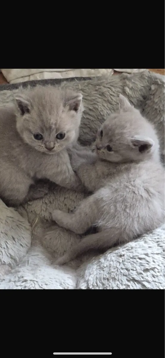 British shorthair - Image 2