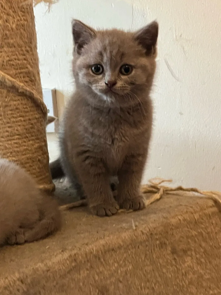 British shorthair - Image 3