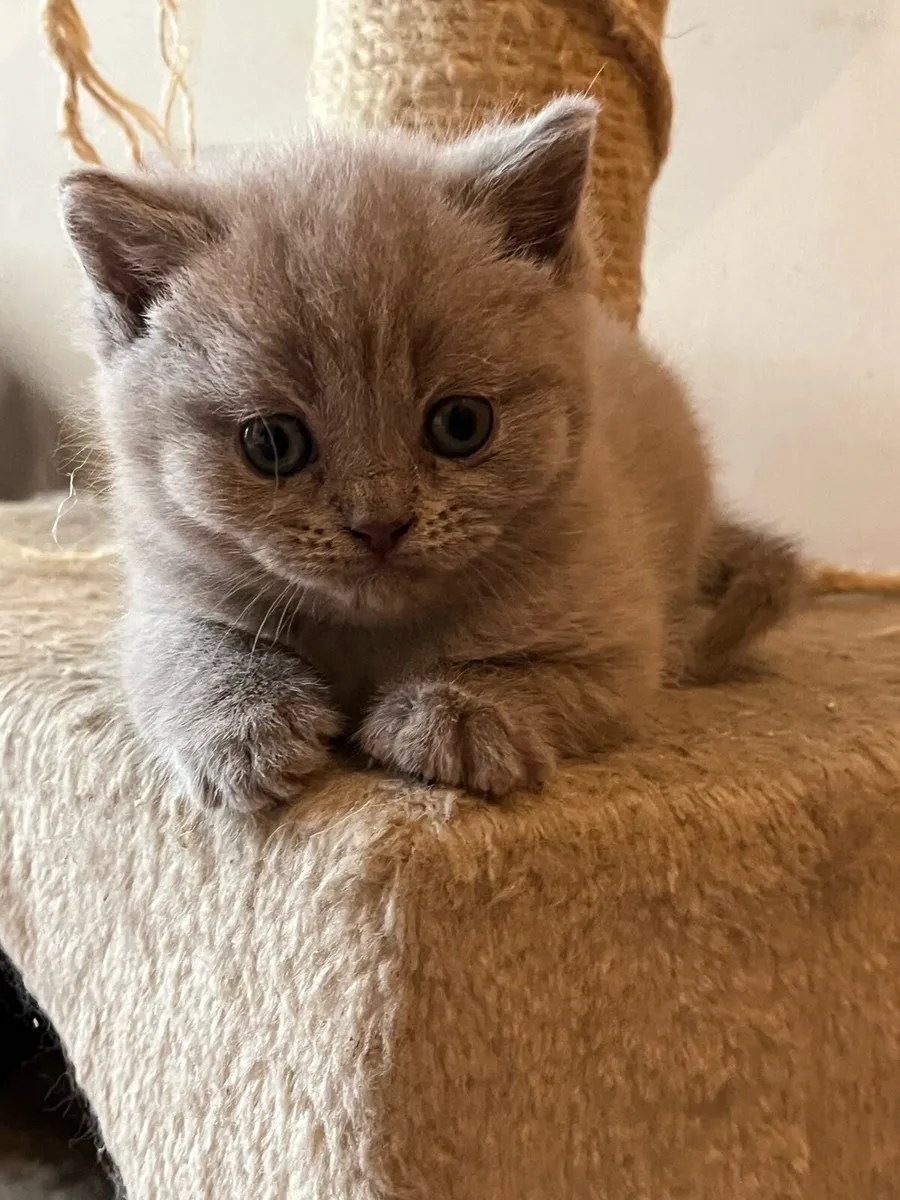 British shorthair - Image 1