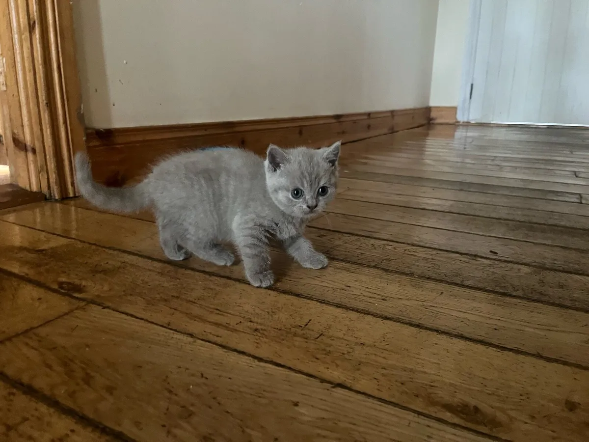 British shorthair - Image 4