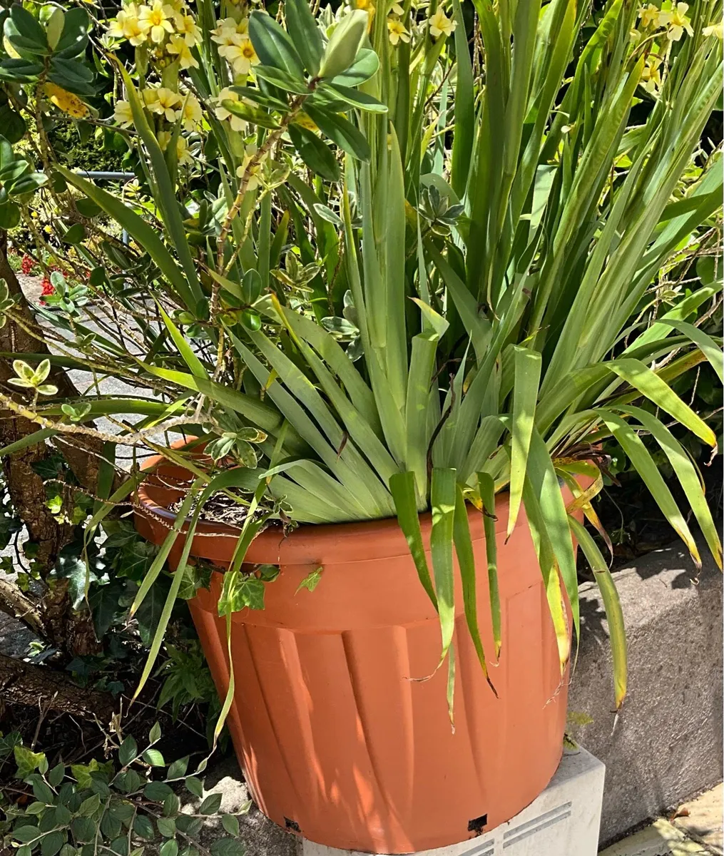 Large Garden Planters x 2 - Image 1