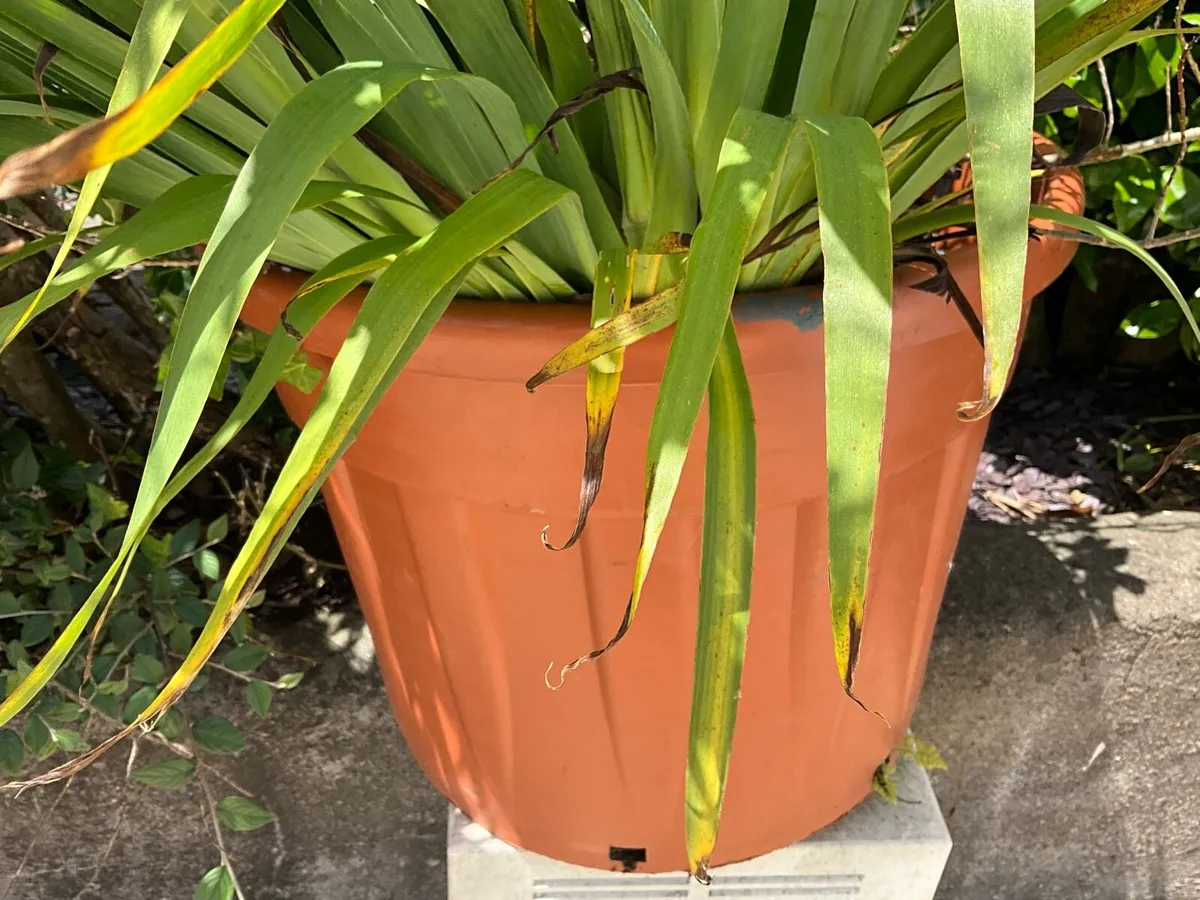 Large Garden Planters x 2 - Image 2