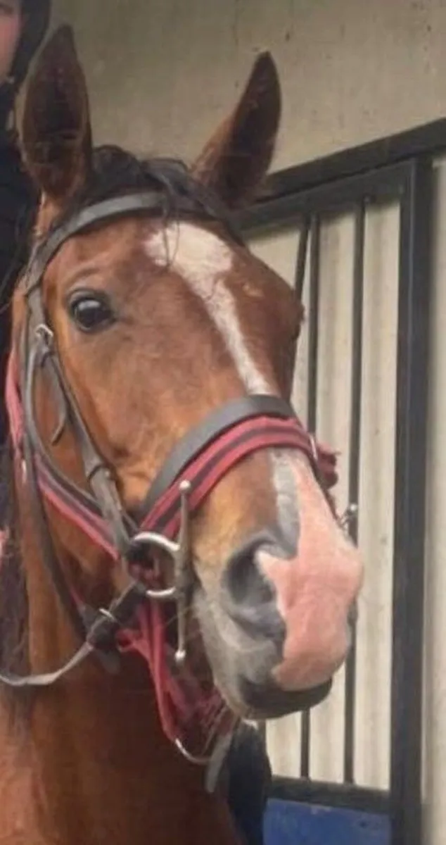 Riding horse - Image 1