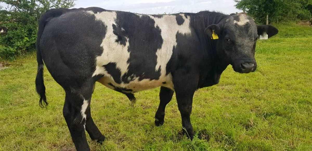 Weanling bulls for sale - Image 2
