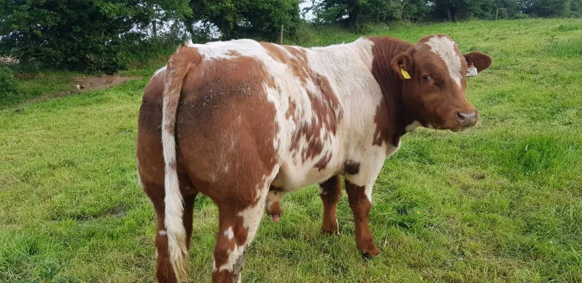 Weanling bulls for sale - Image 3