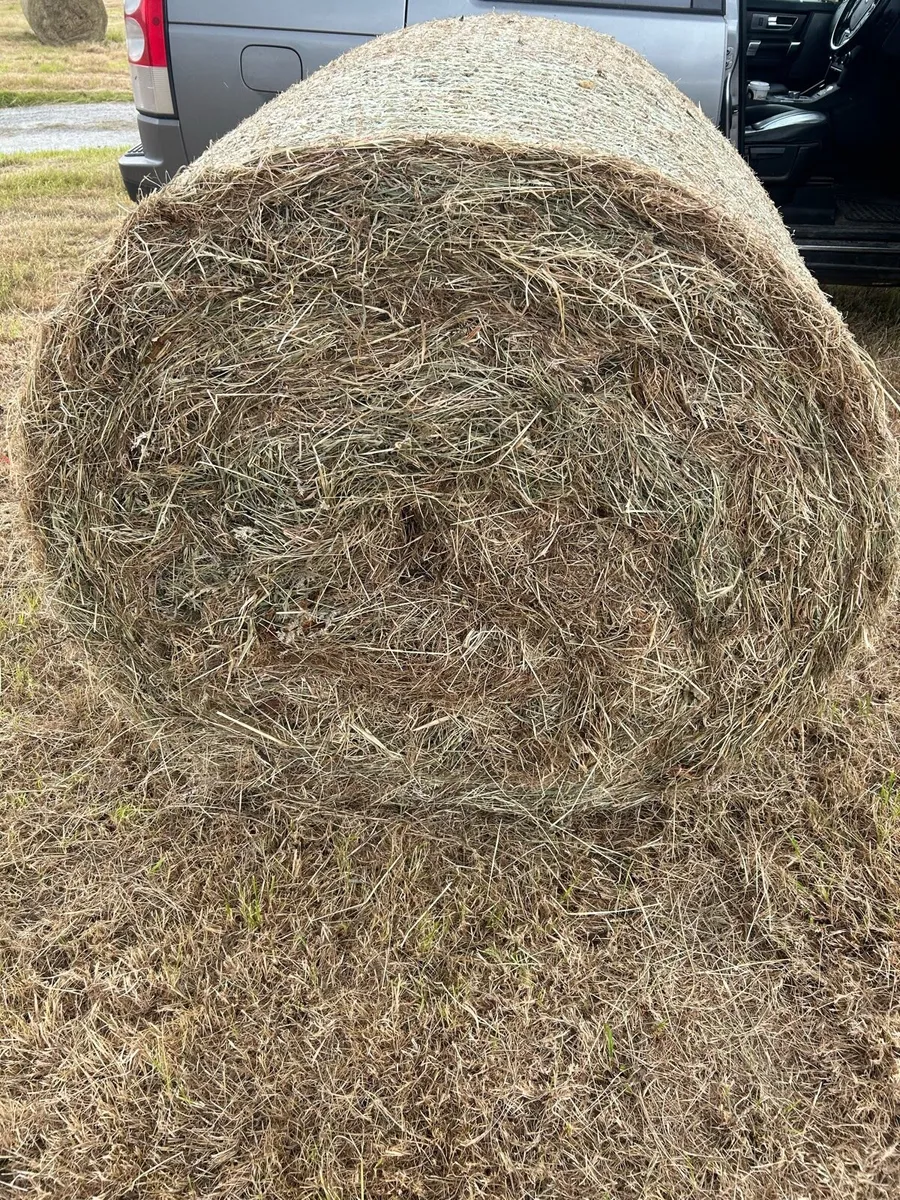 2026 HAY