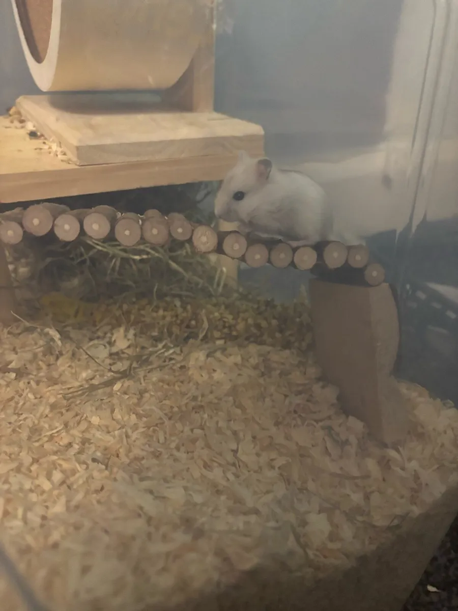 Baby hamsters - Image 2