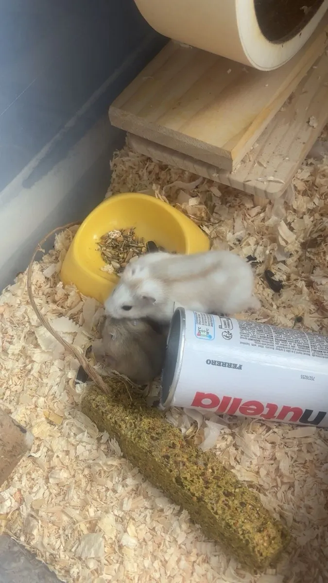 Baby hamsters - Image 3