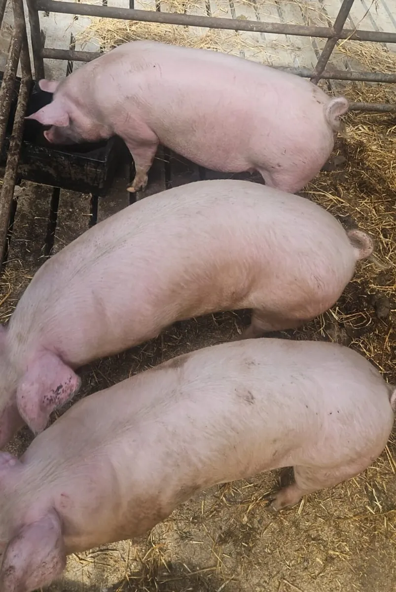 Fat pigs, - Image 1