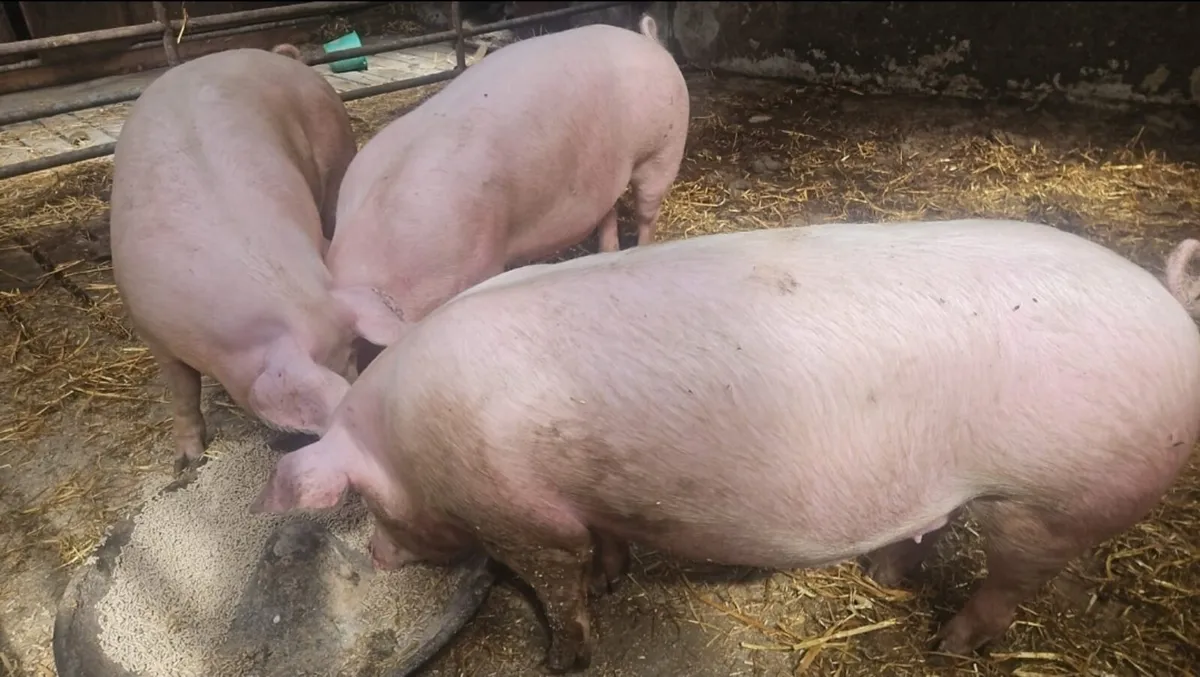 Fat pigs, - Image 2