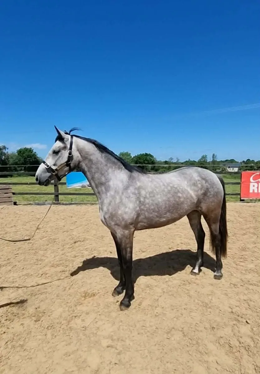 Quality Connamara ponies - Image 1