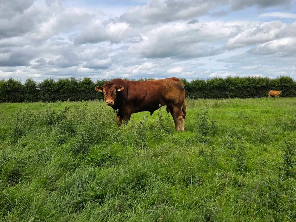 Limousin Bull - Image 1