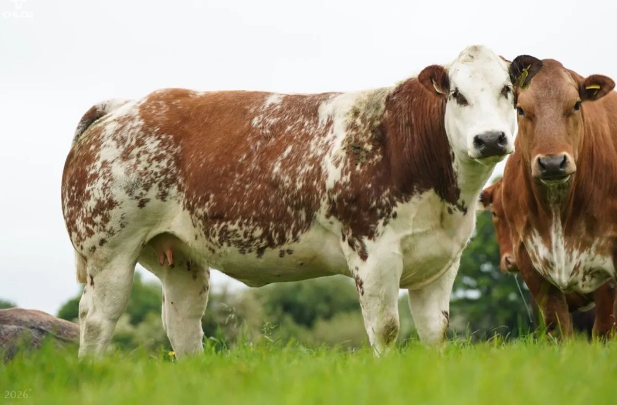 Super Show Quality In Calf Heifers - Image 1