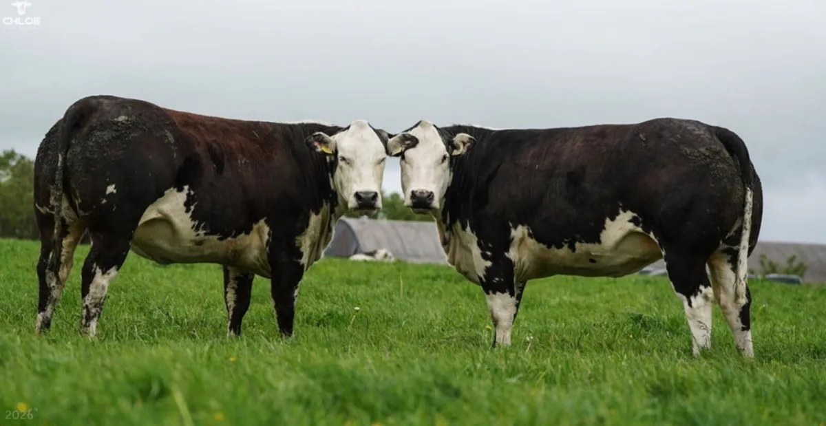 Super Show Quality In Calf Heifers - Image 2