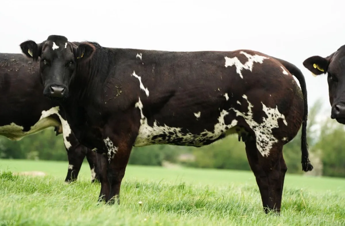 Super Show Quality In Calf Heifers - Image 4