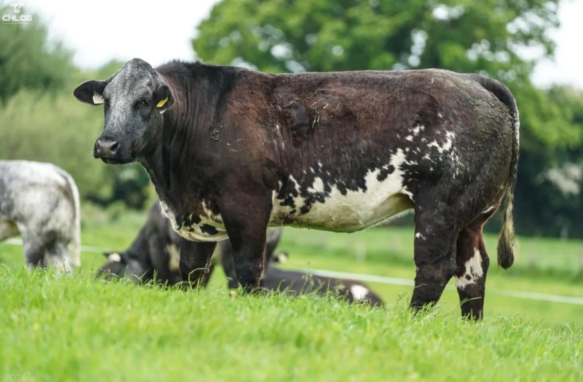 Super Show Quality In Calf Heifers - Image 3