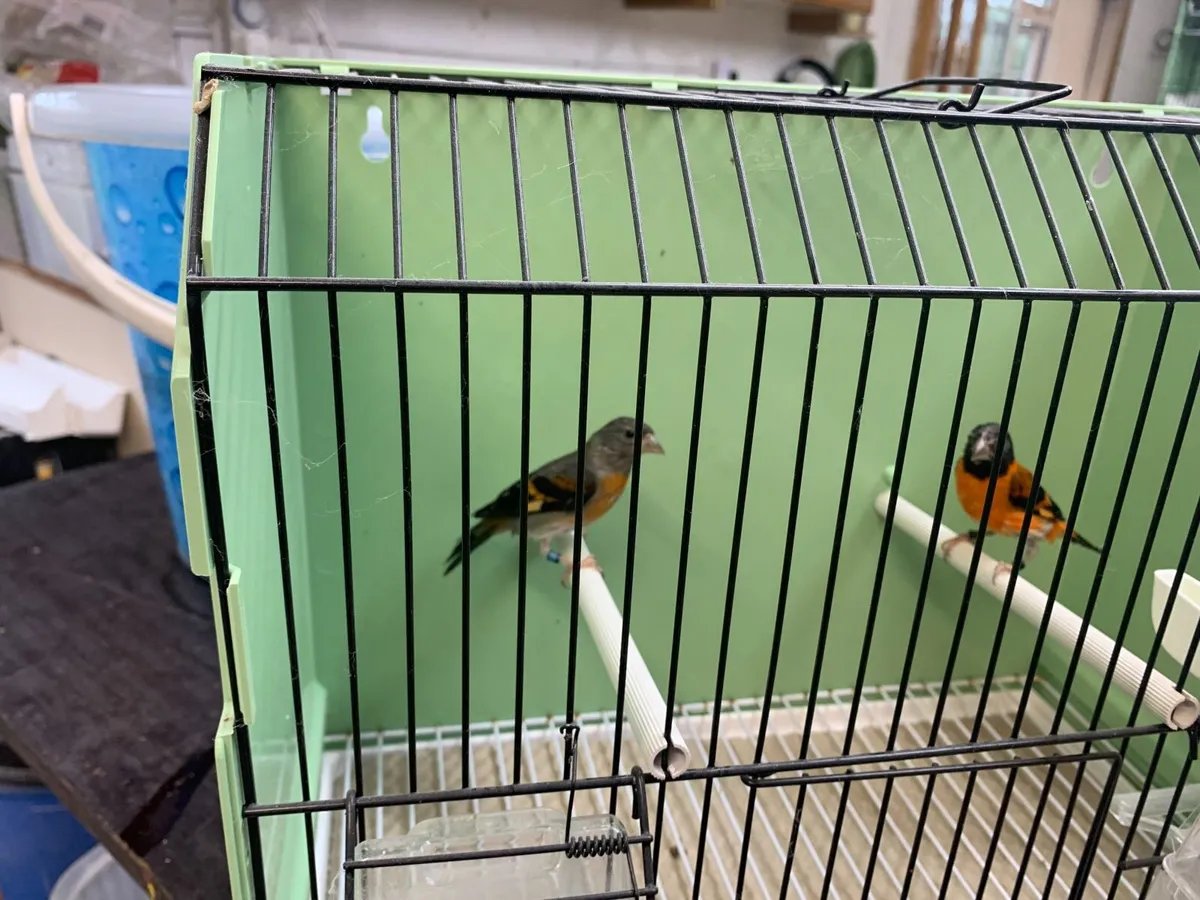 Black hooded red siskins - Image 1