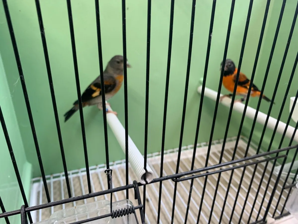 Black hooded red siskins - Image 3